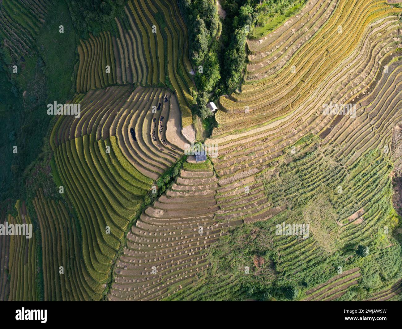 An aerial view of numerous rice terraces in Mu Cang Chai District ...