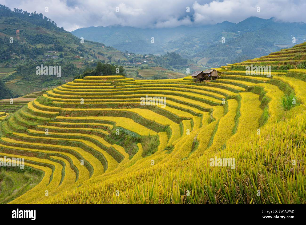 An aerial view of numerous rice terraces in Mu Cang Chai District ...
