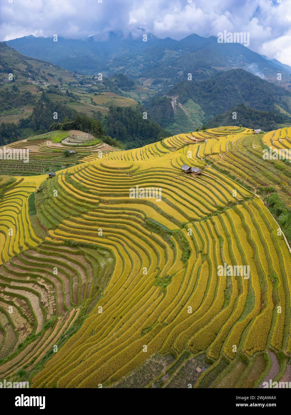 An aerial view of numerous rice terraces in Mu Cang Chai District ...