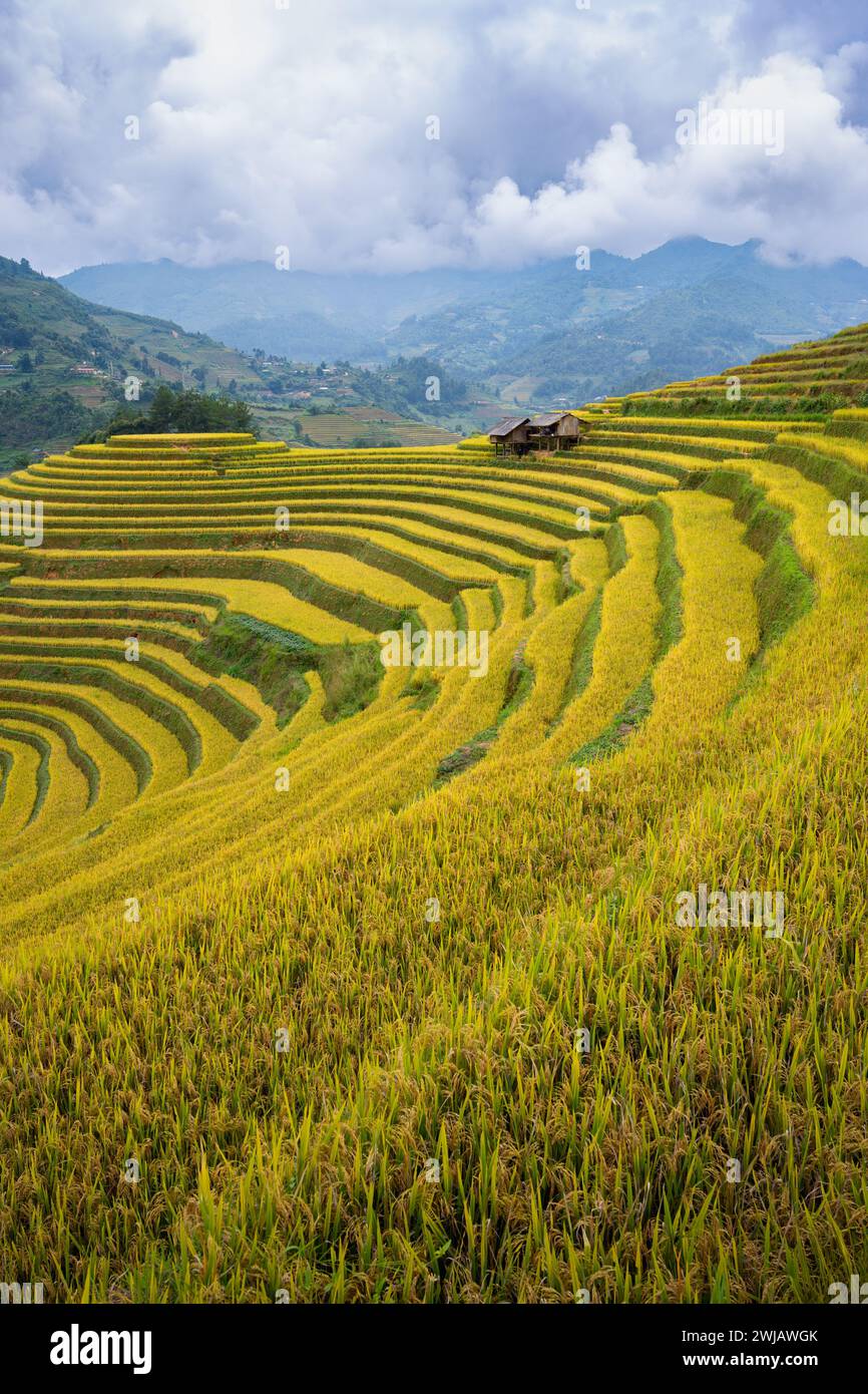 An aerial view of numerous rice terraces in Mu Cang Chai District ...