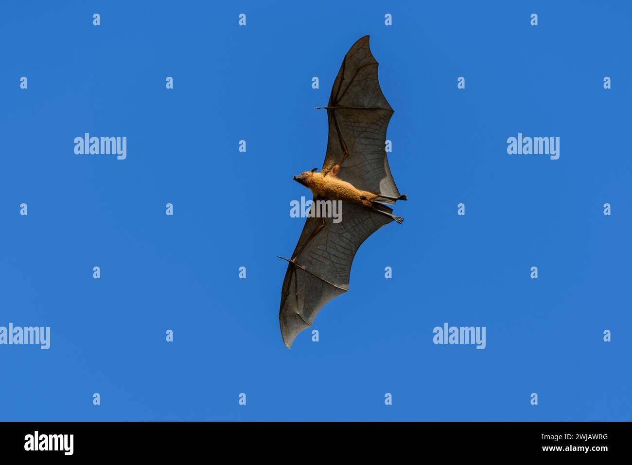 Flying Fox on Maldives island. Fruit bat flying. Gray-headed Flying Fox