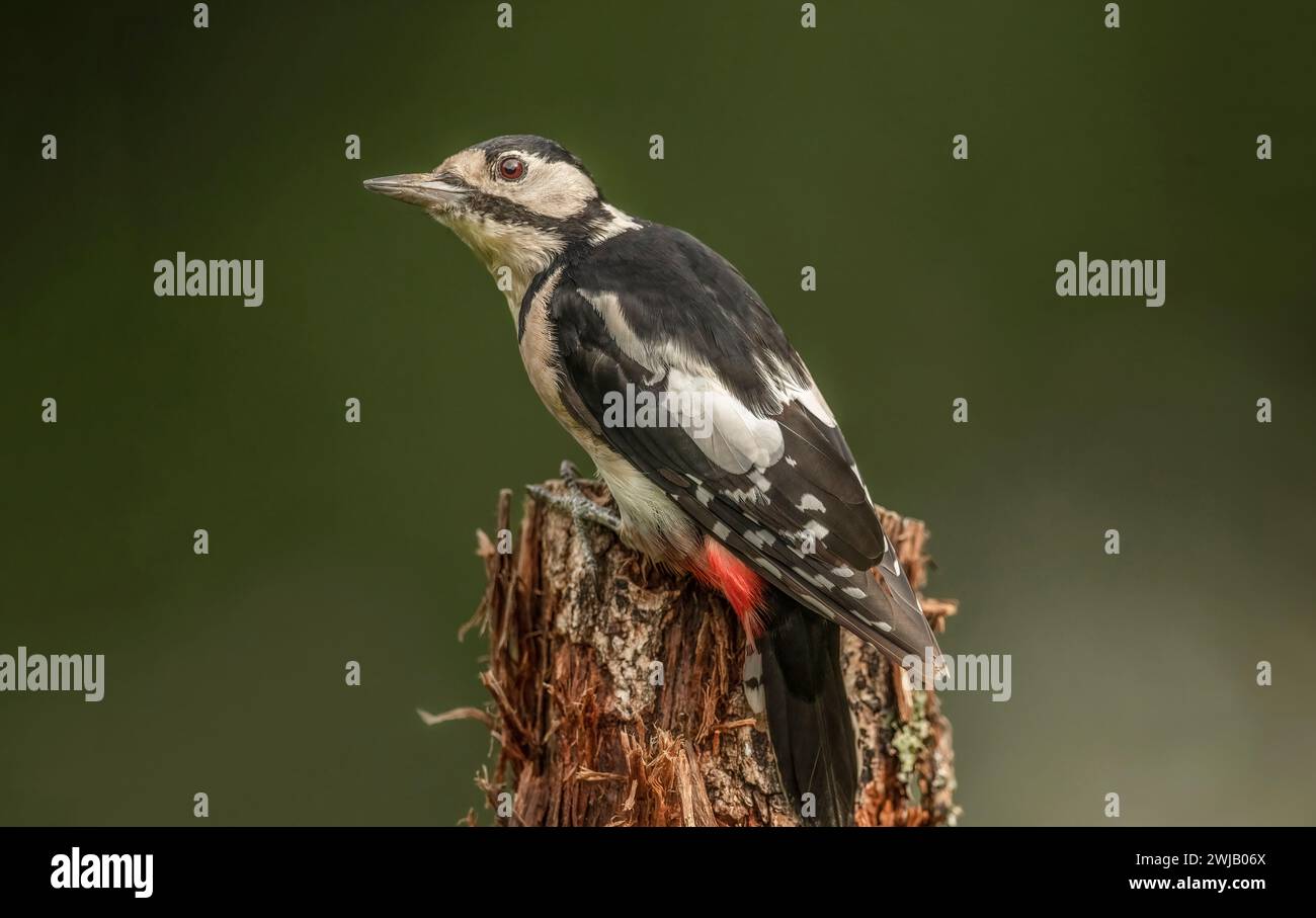 woodpecker, dendrocopos major, female, in a forest, on a tree in the summer, close up, United Kingdom,United Kingdom Stock Photo