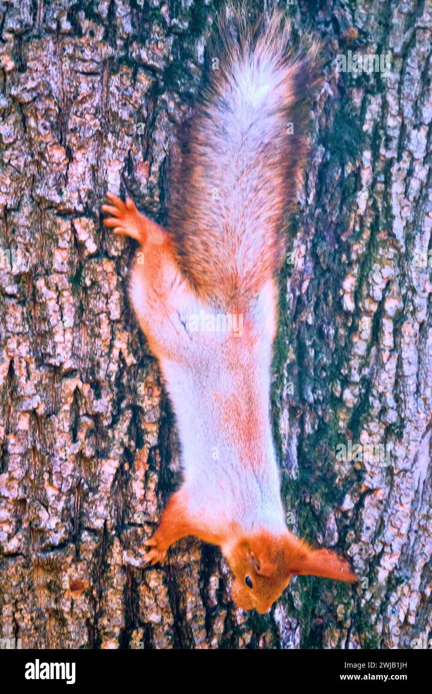 A squirrel on a tree with walnut. Well lit by the evening sun red animal Stock Photo