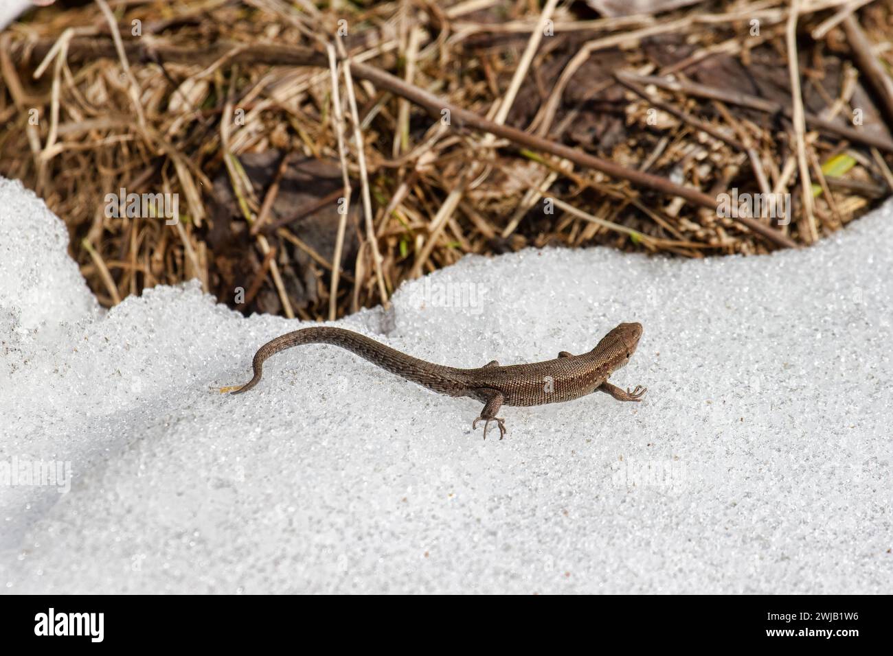 Common English lizard (Lacerta vivipara) migrates in the spring. This cold-blooded animal warmed up in the sun and does not avoid snow on the way. Nor Stock Photo
