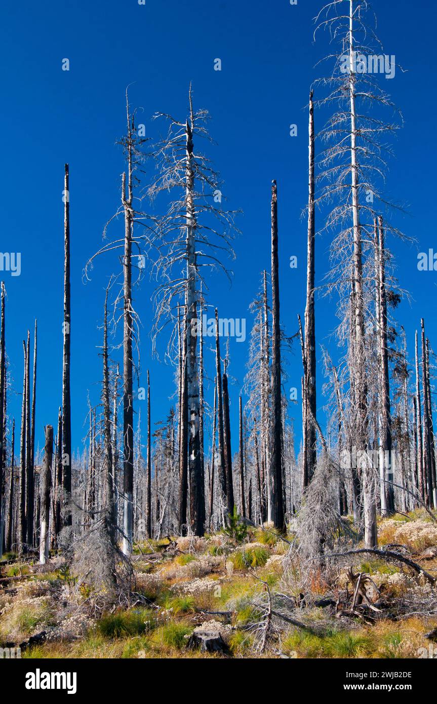 B&B Complex Fire Snags Along Pacific Crest Trail, Willamette National ...