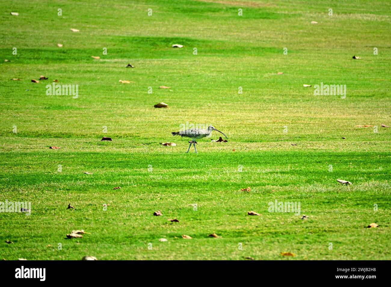 The Eurasian curlew (Numenius arquata) wintering on the lawn of the city Yas Island Abu Dhabi Stock Photo