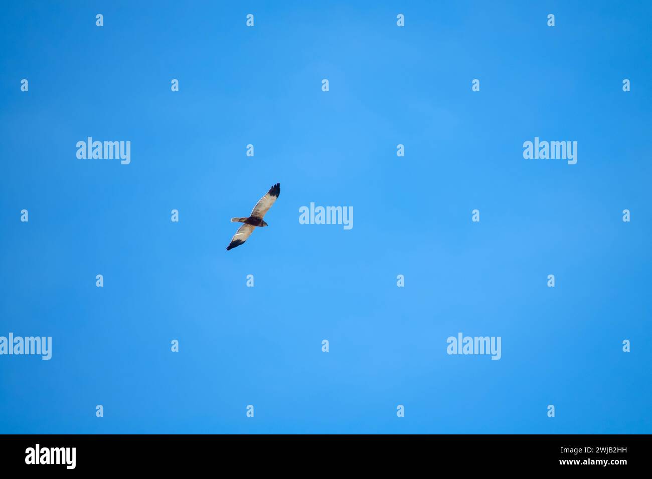 Duck-hawk (Circus aeruginosus) in the blue sky during wintering in the Arab Emirates. January Stock Photo