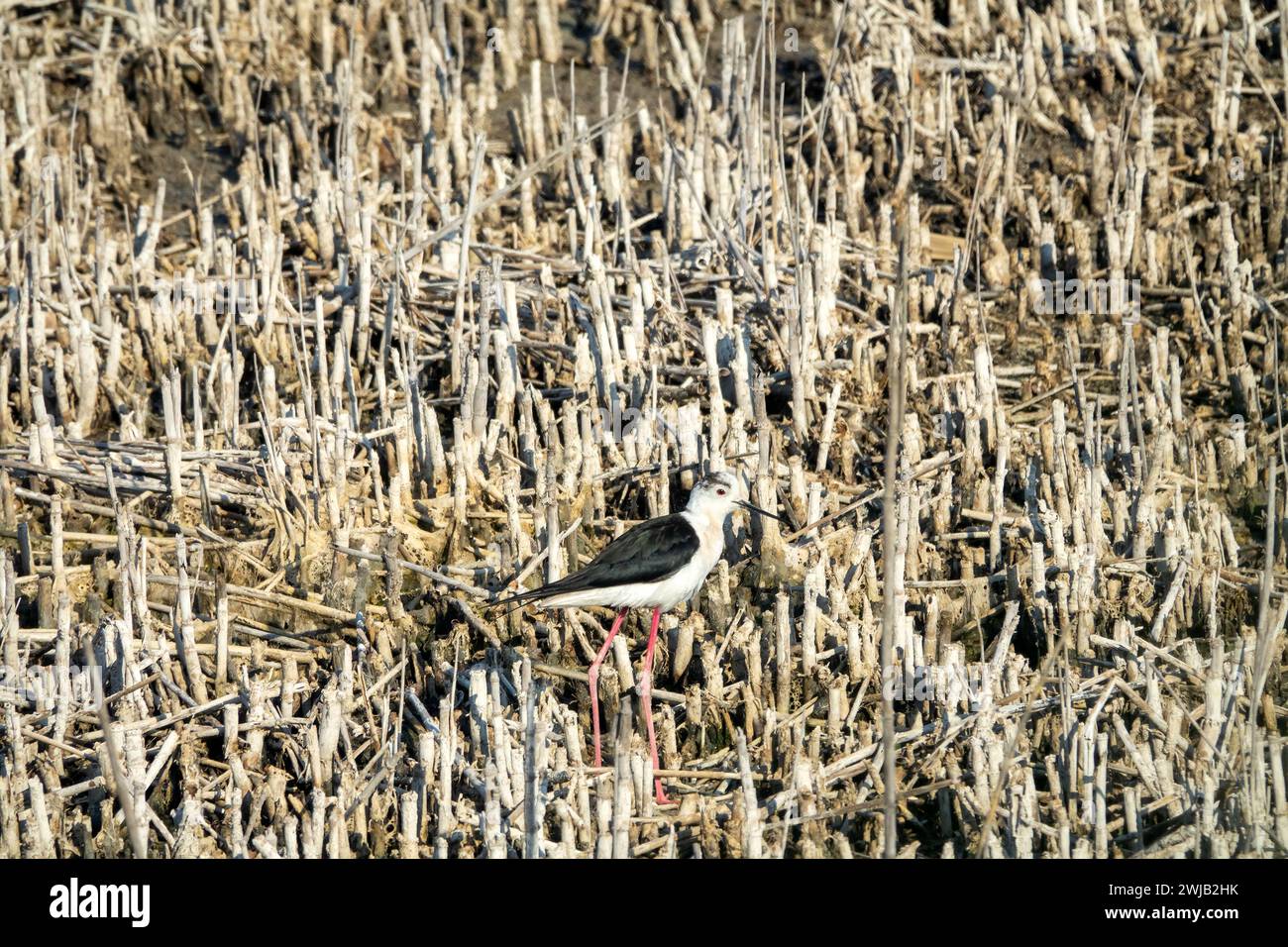 Black-winged stilts (Himantopus himantopus) as inhabitants of heavily polluted water bodies (sewage fields, waste landfill deposit) within human settl Stock Photo