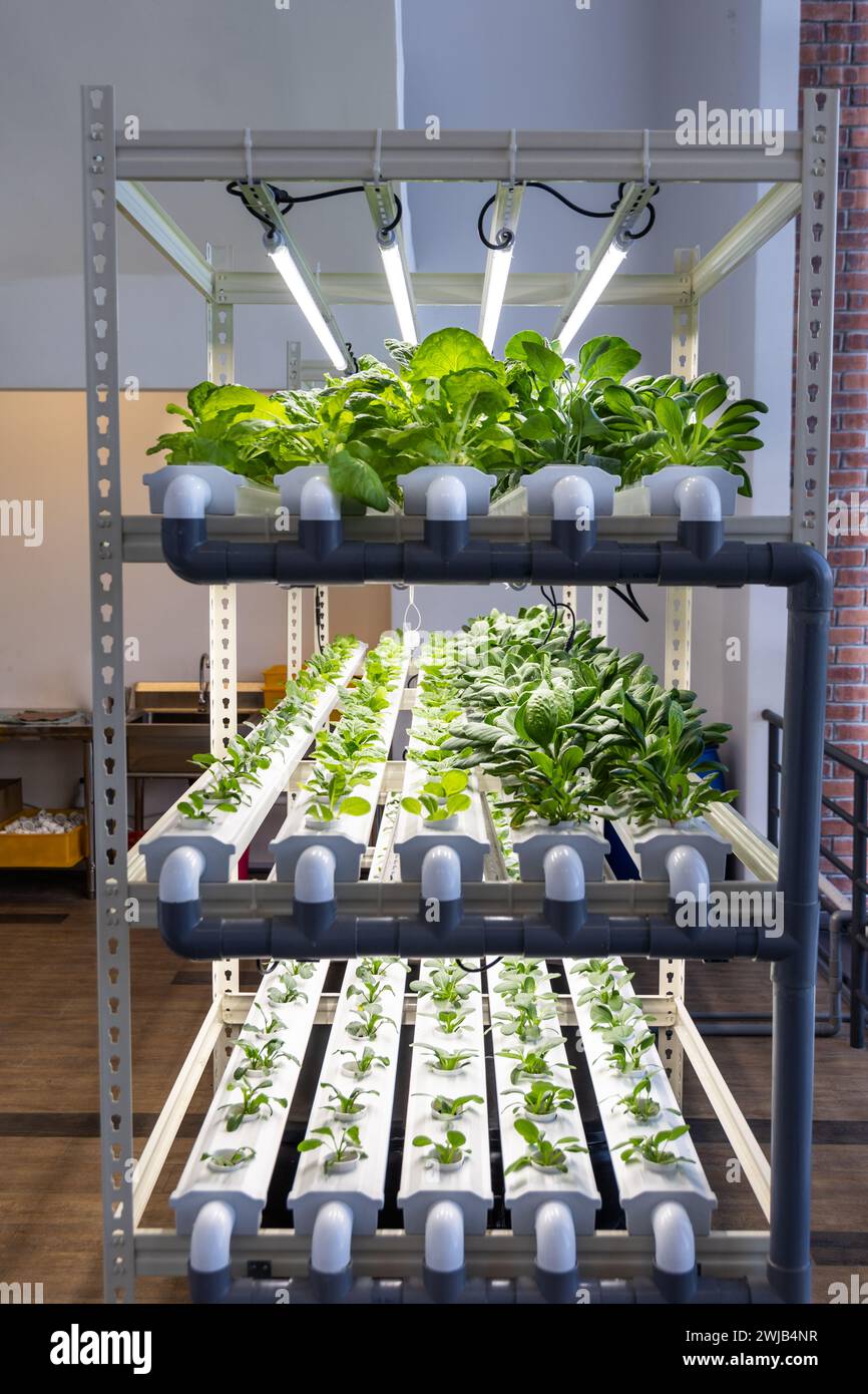 Vertical multilevel indoor hydroponic vegetable farming with led lighting in controlled
