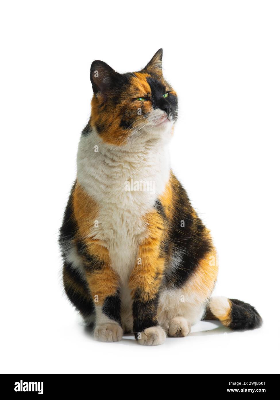 orange black white cat looking up isolated on white background Stock ...