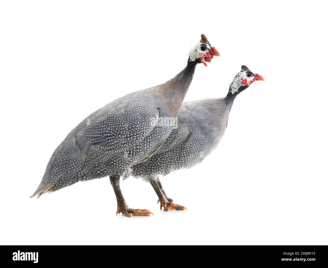 male and female blue guinea fowl isolated on white background Stock Photo