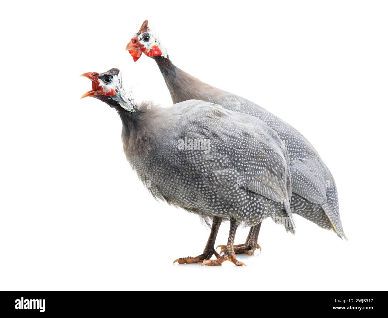 male and female blue guinea fowl isolated on white background Stock Photo