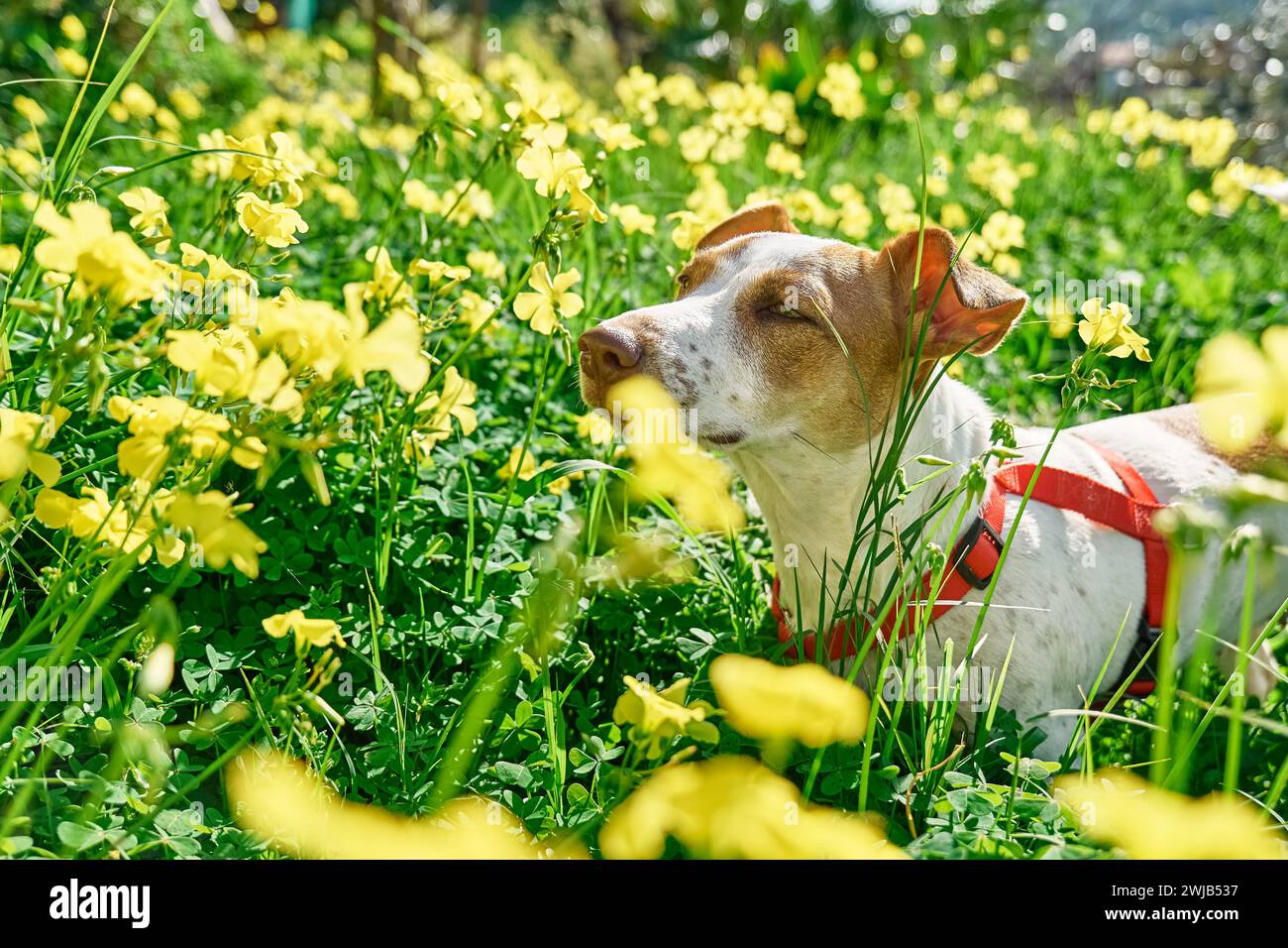 Jack russell terrier sniffing yellow flowers in spring meadow. Allergy