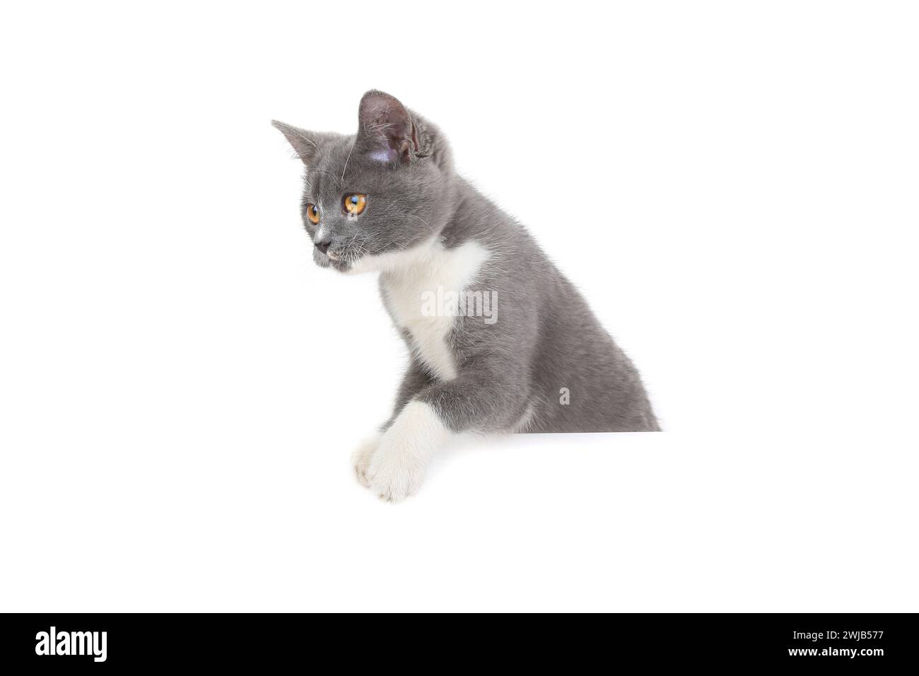 cat isolated on white background for design Stock Photo - Alamy