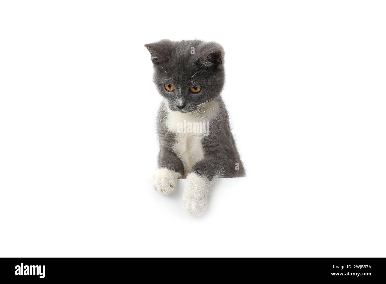 cat isolated on white background for design Stock Photo - Alamy