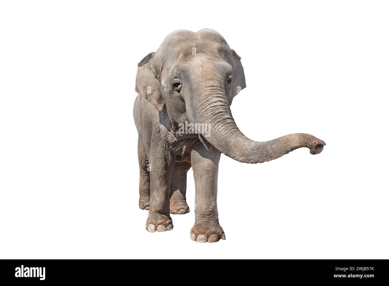 elephant isolated on white background Stock Photo - Alamy
