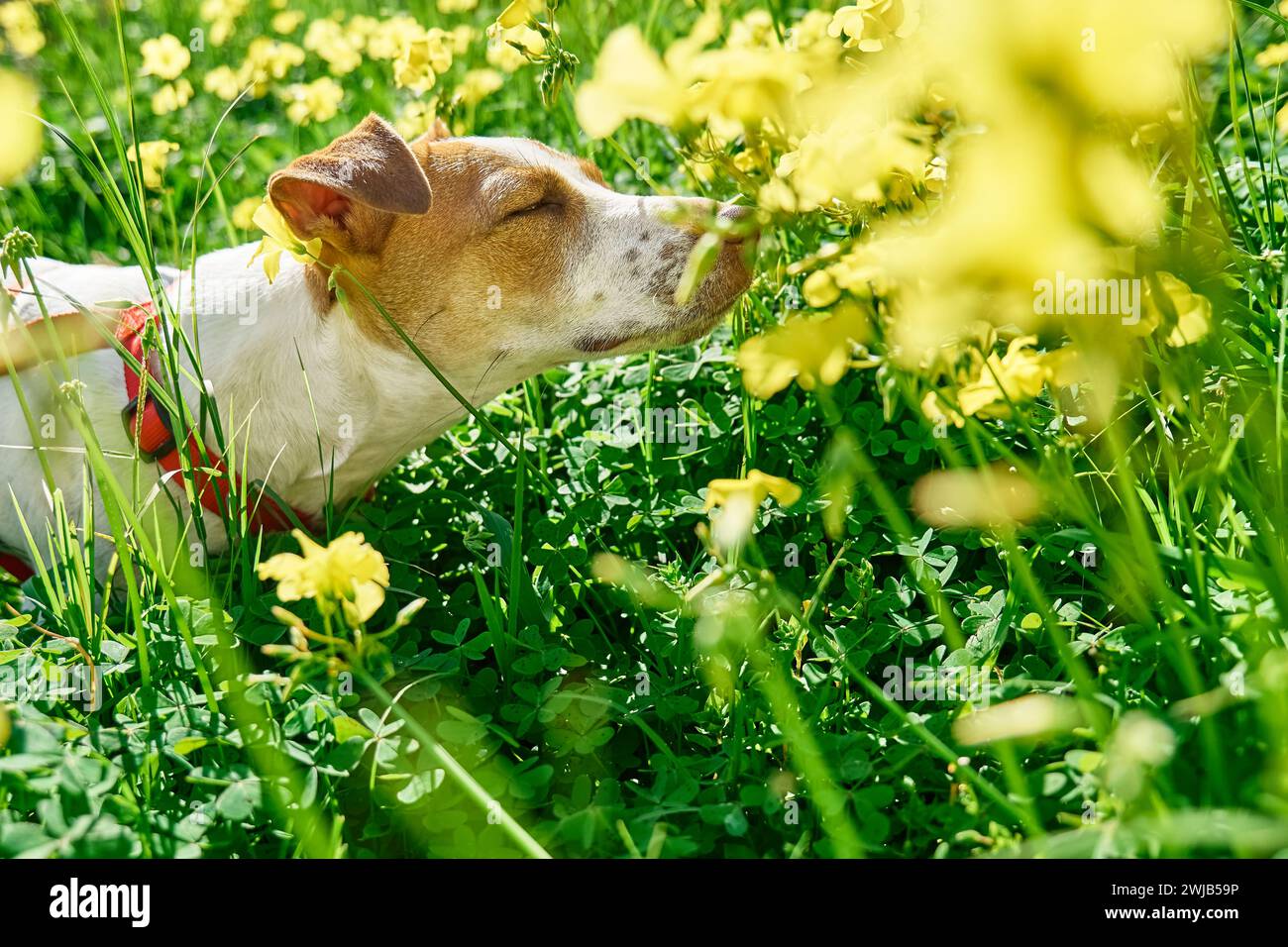 Jack russell terrier sniffing yellow flowers in spring meadow. Allergy