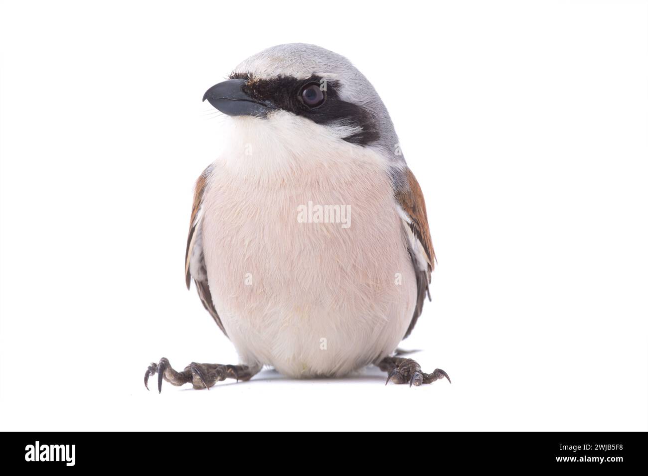 Red-backed Shrike isolated on white background Stock Photo