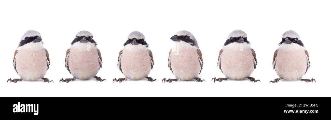 collage six  red-backed Shrike isolated on white background Stock Photo