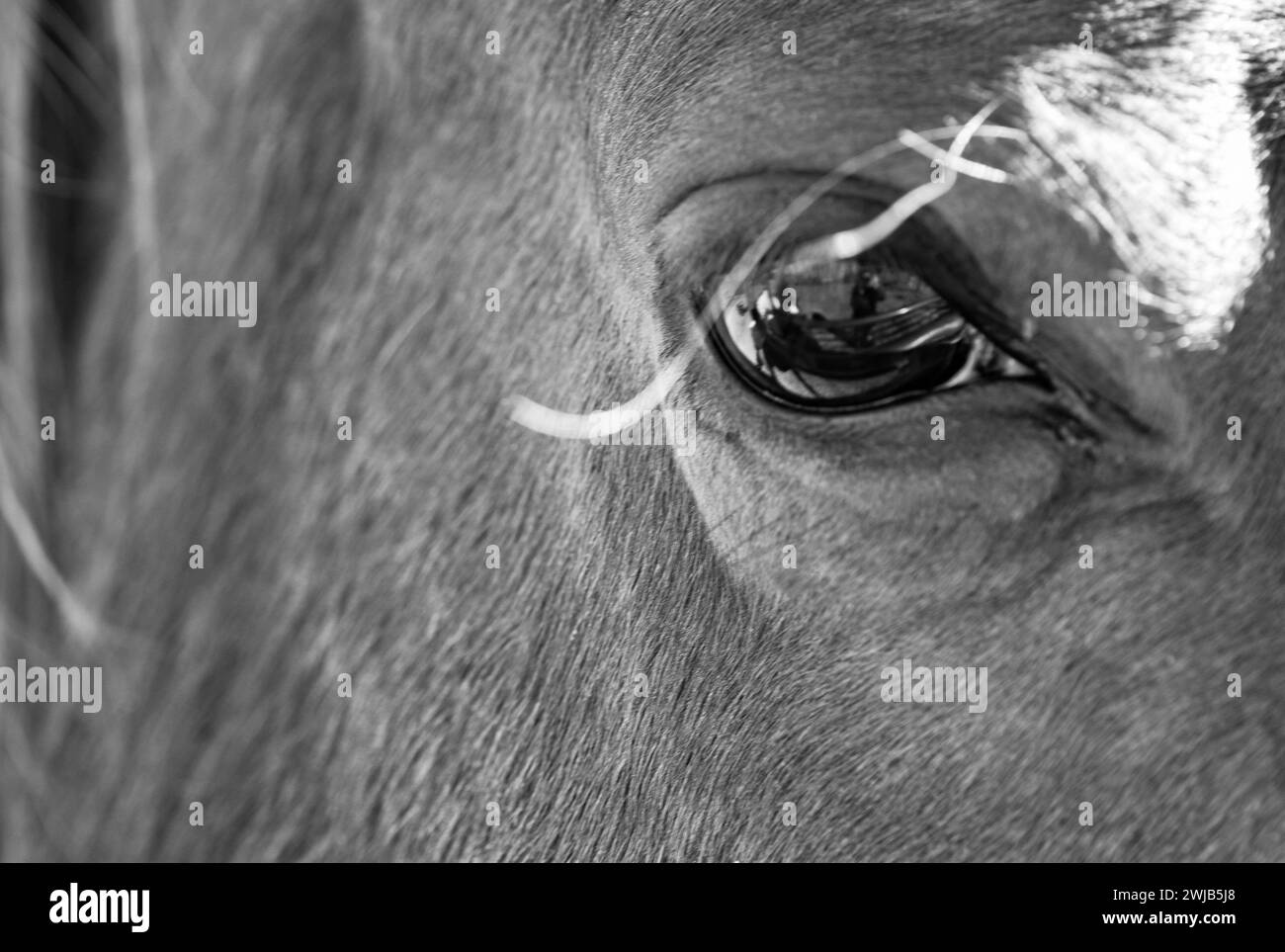 A closeup of a horse's eye (Equus ferus caballus) reflects two people Stock Photo Alamy