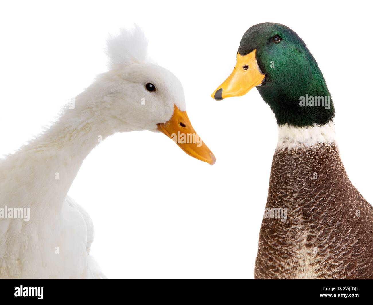 Two ducks close up on hi-res stock photography and images - Alamy