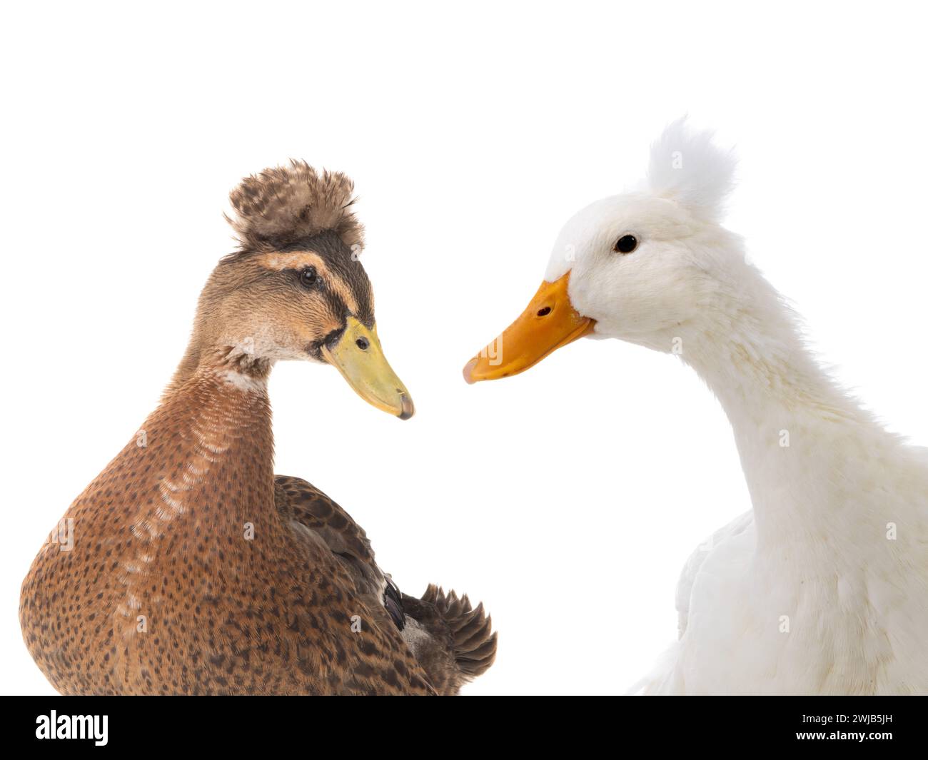 portrait two ducks isolated on white background Stock Photo - Alamy