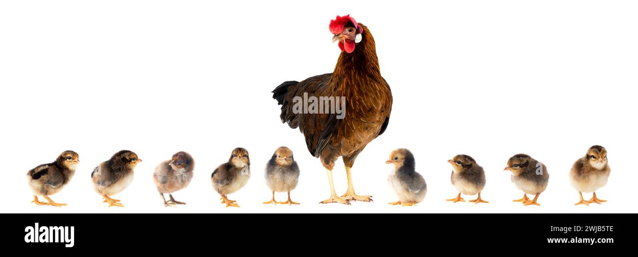 chicken with little chick isolated on white background Stock Photo - Alamy