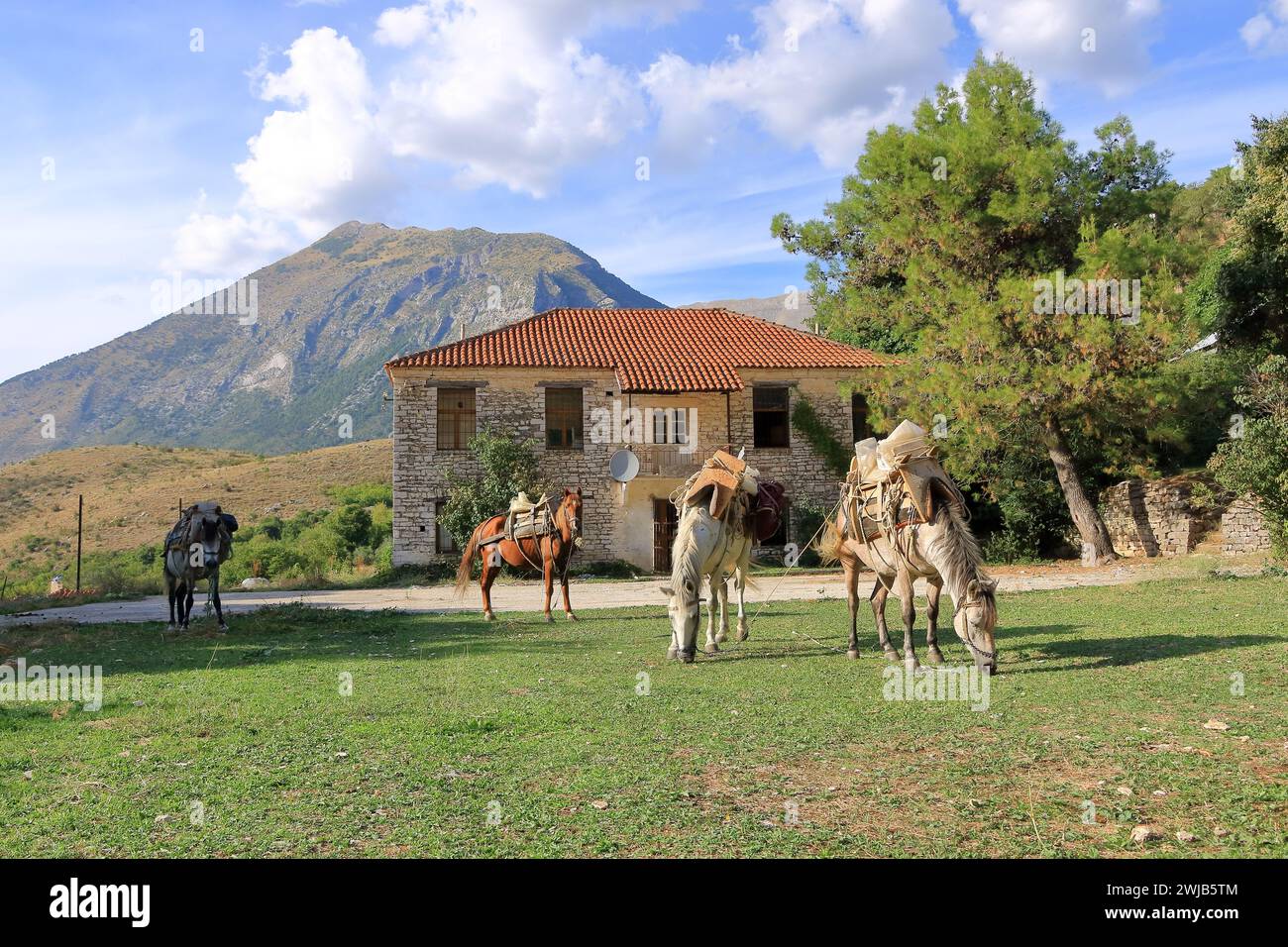 some Horses Standing in Front of a House Stock Photo