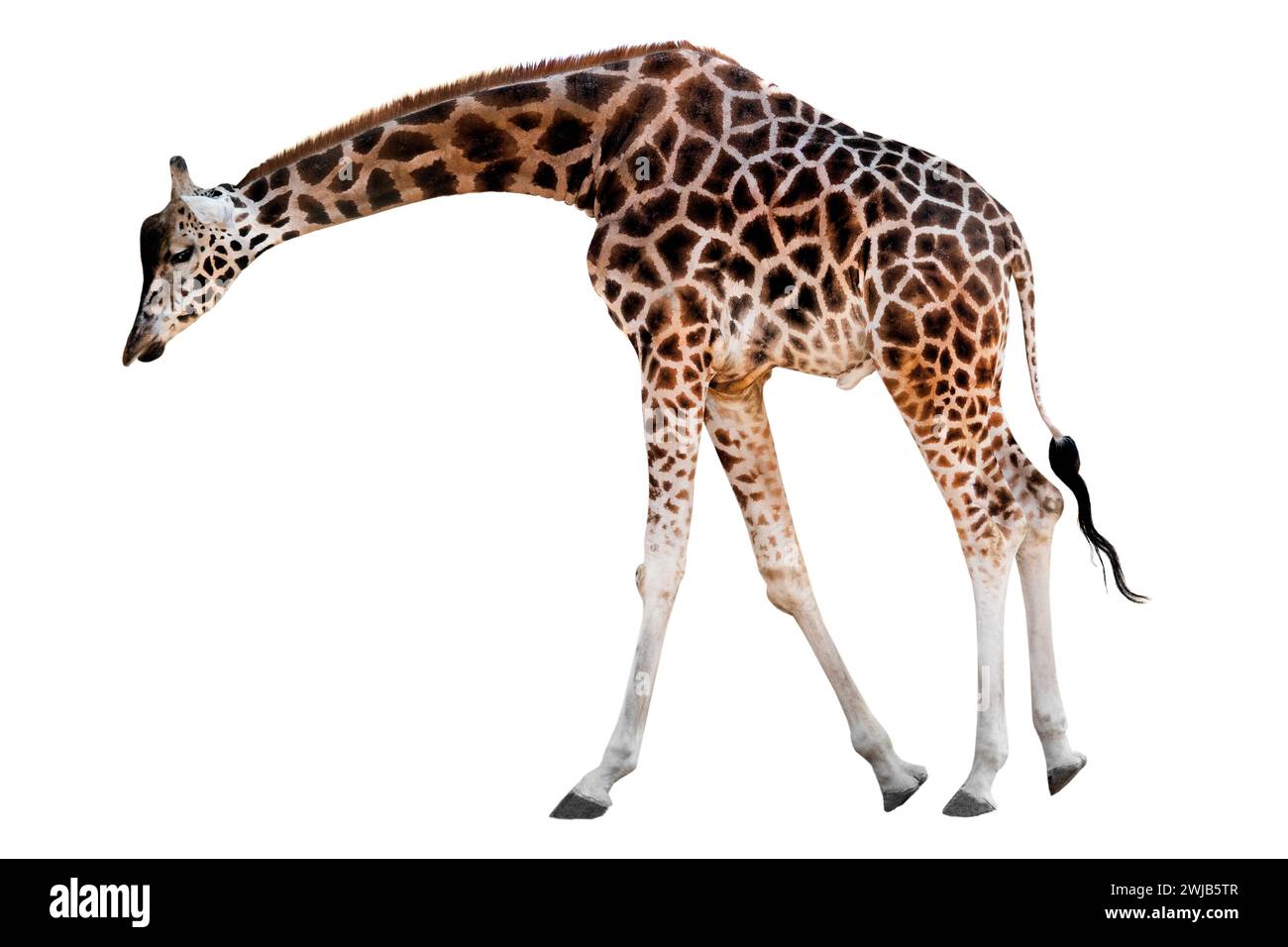 giraffe with head down isolated on white background Stock Photo