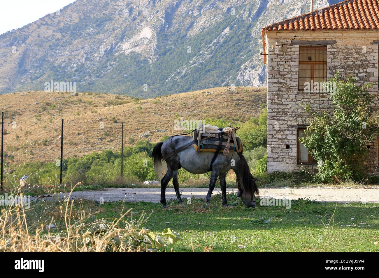 some Horses Standing in Front of a House Stock Photo