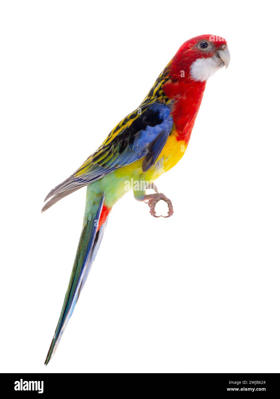 Rosella parrot isolated on white background Stock Photo