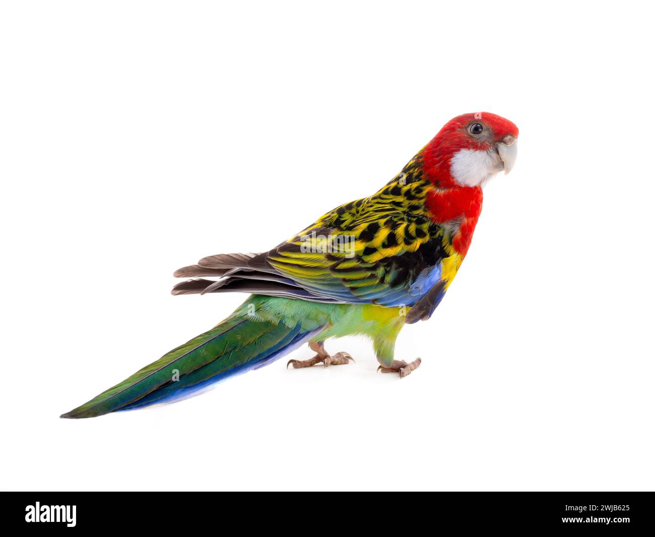 Rosella parrot isolated on white background Stock Photo