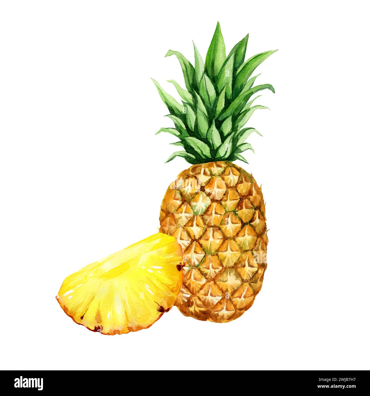 watercolor hand drawn illustration of pineapple with half and slices ...