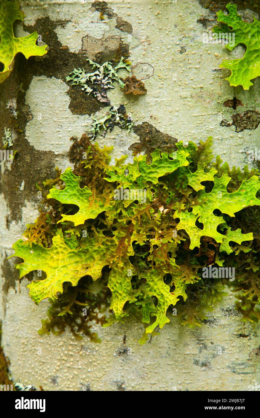 Lettuce lichen along Middle Fork Willamette National Recreation Trail, Diamond Drive, Willamette National Forest, Oregon Stock Photo