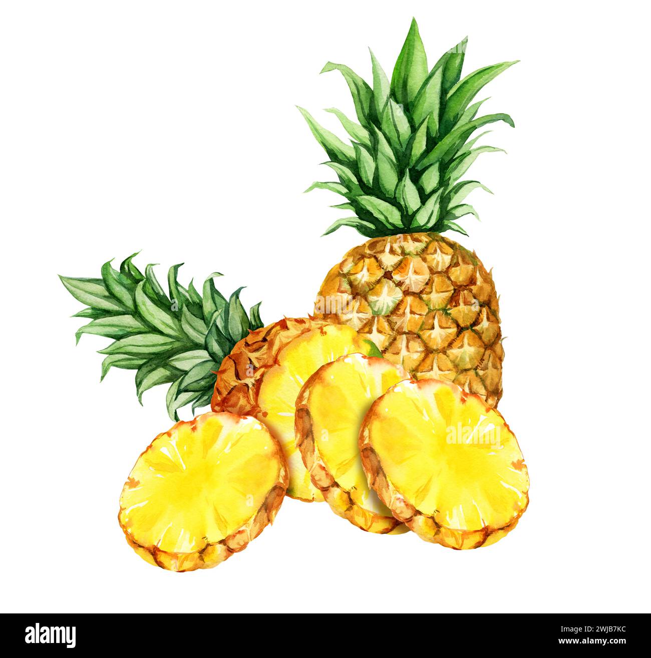 watercolor hand drawn illustration of pineapple with half and slices ...