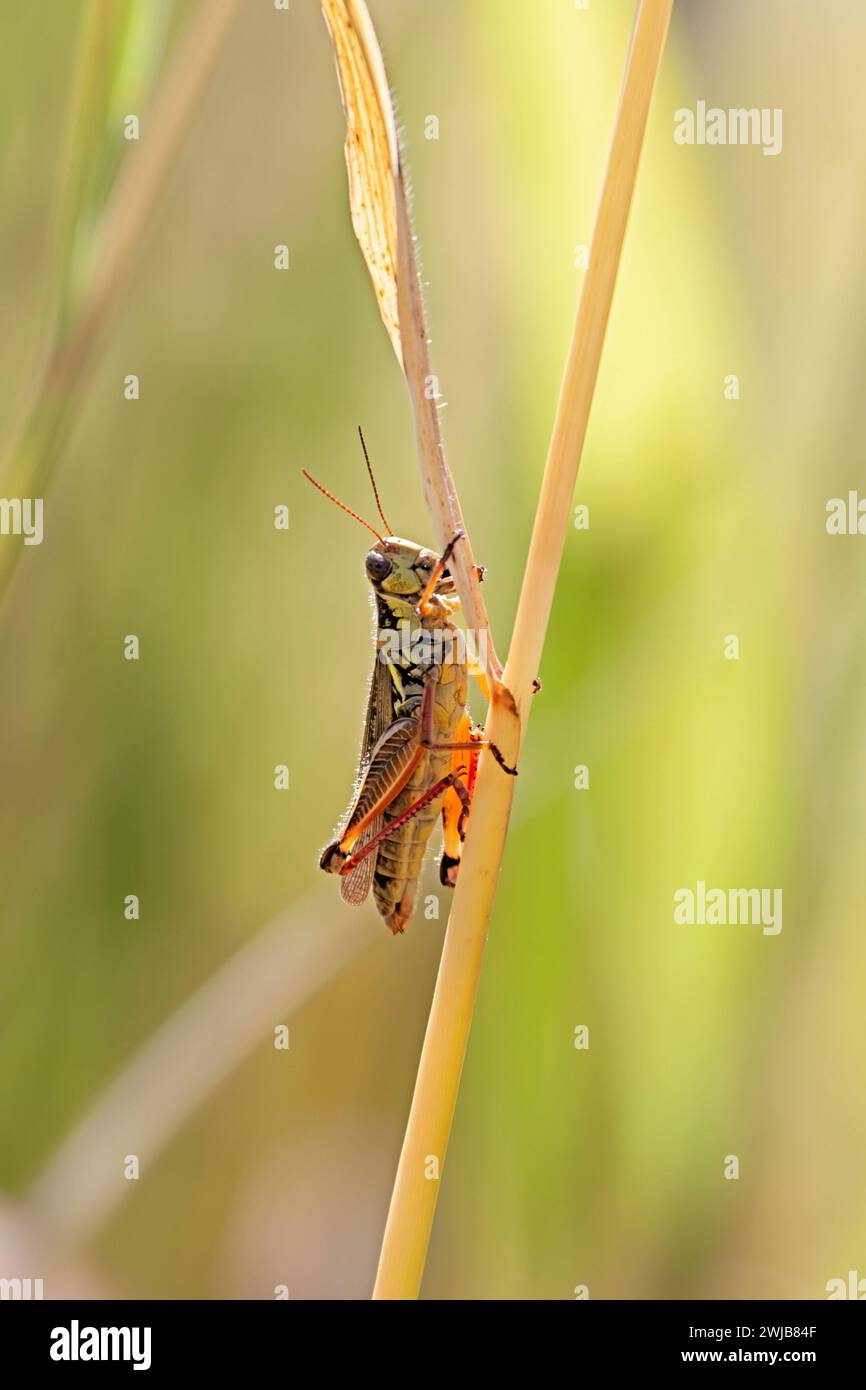 In the middle of a prairie, a grasshopper climbs a blade of grass. Stock Photo