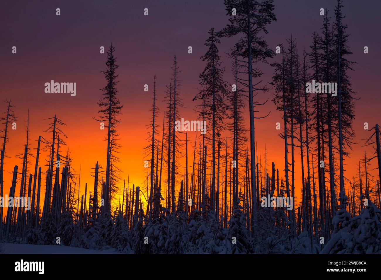 Sunrise Through B&B Complex Fire Zone, Santiam Pass-McKenzie Pass ...