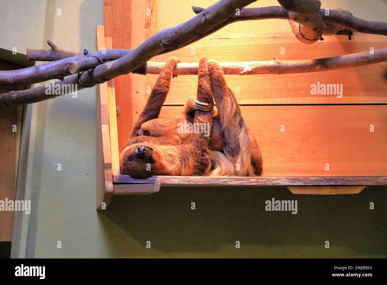 Happy sloth animal hi-res stock photography and images - Page 4 - Alamy