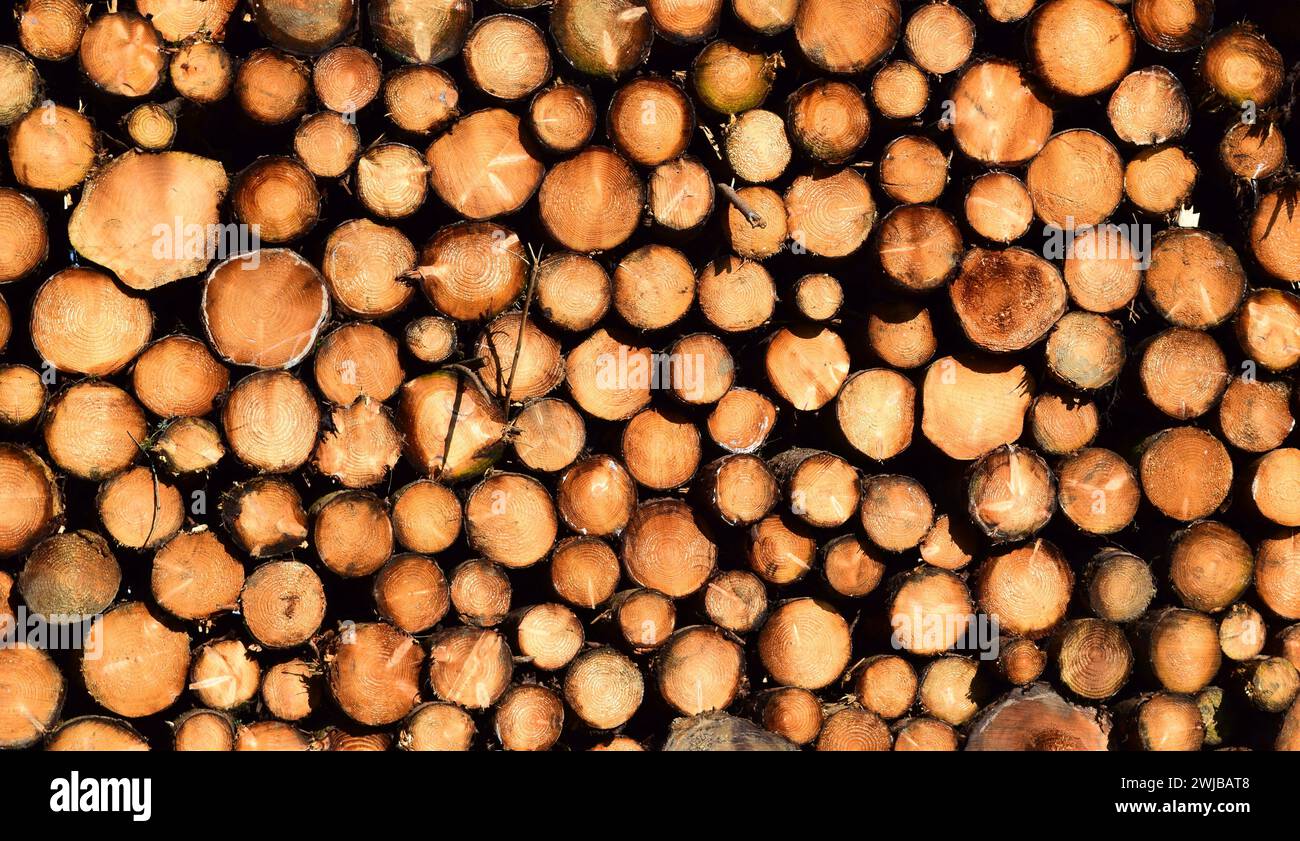 Pile of Cut Wood Tree Trunks. Abstract pattern texture that can be used as a background wallpaper Stock Photo