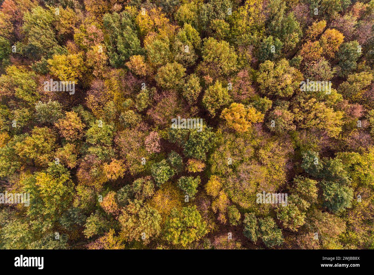 Trees in autumn, autumnal colored tree tops in fall, aerial shot of a forest, deciduous trees, nature colors in fall, birds eye view, Europe. Stock Photo