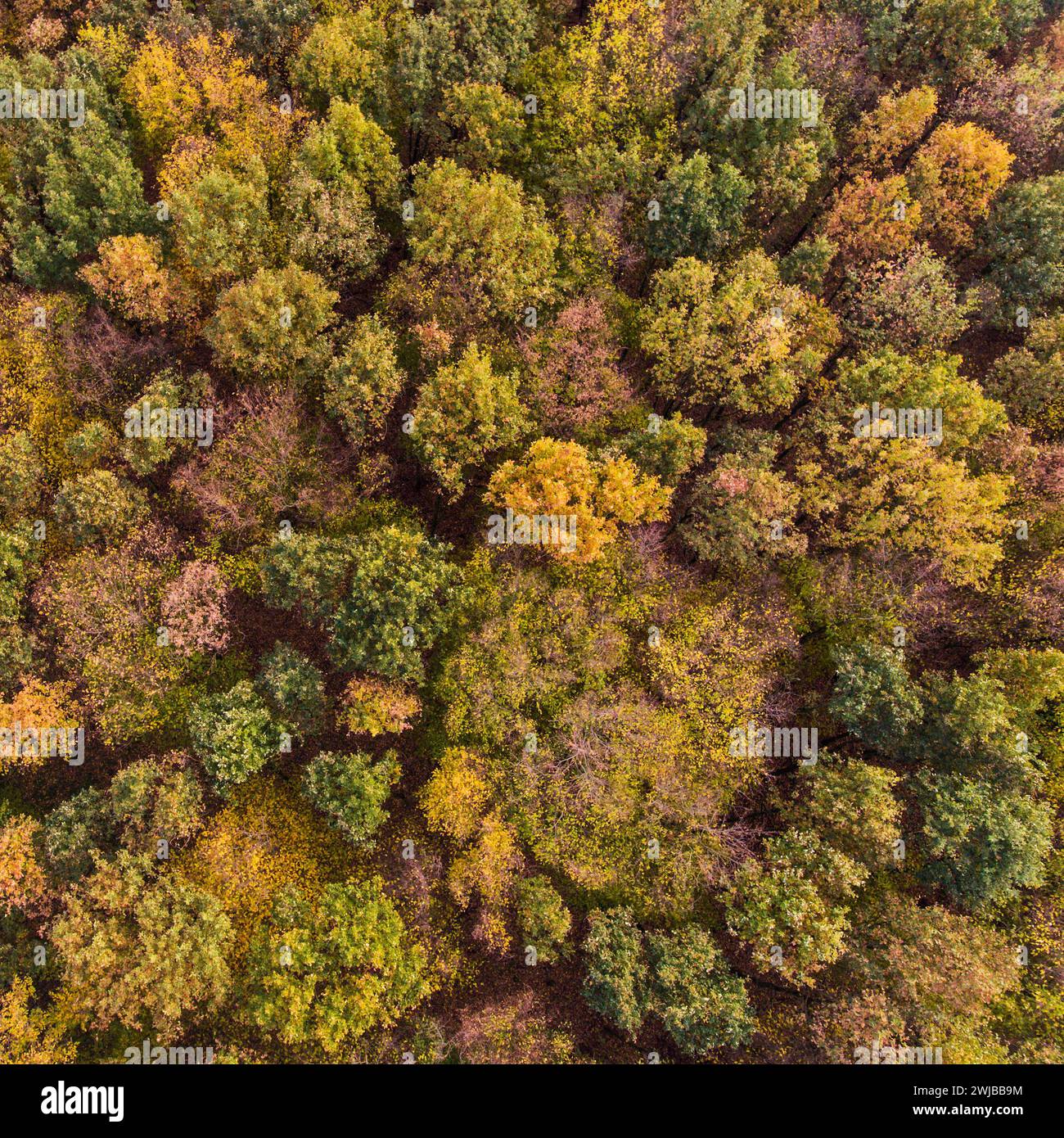 Trees in autumn, autumnal colored tree tops in fall, aerial shot of a forest, deciduous trees, nature colors in fall, birds eye view, Europe. Stock Photo