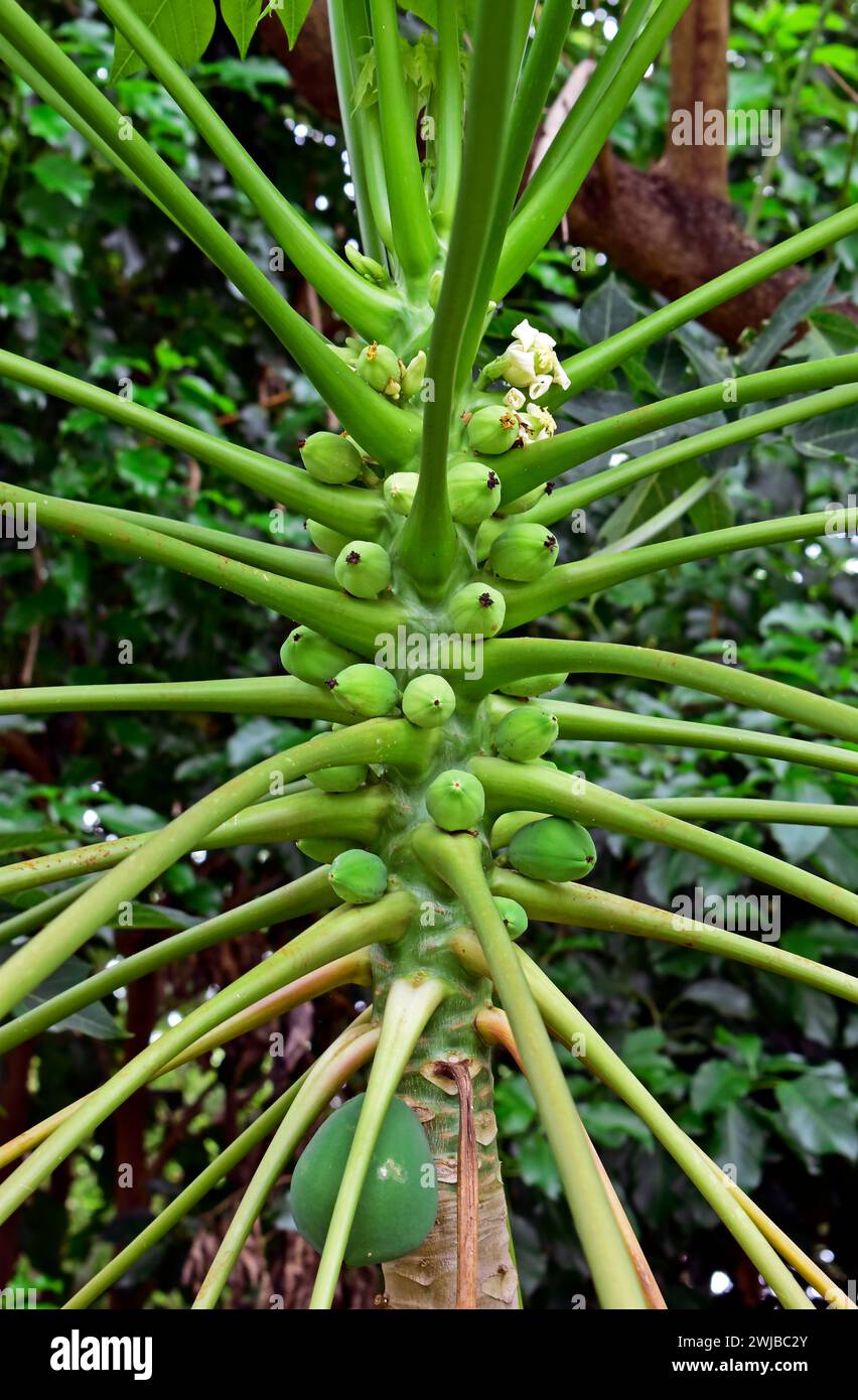 Papaya tree detail with new fruits Stock Photo