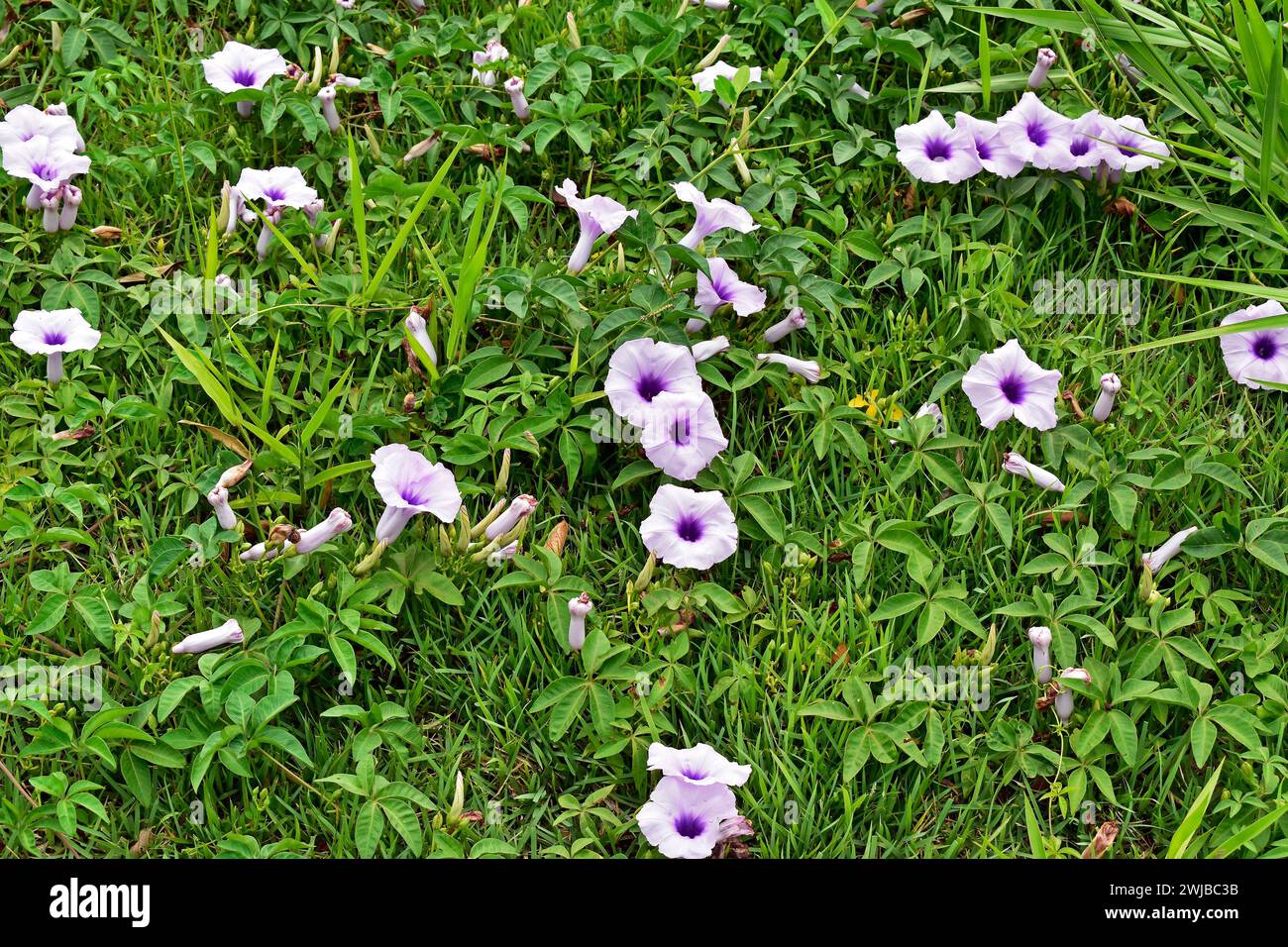 Mileaminute vine flowers (Ipomoea cairica Stock Photo Alamy