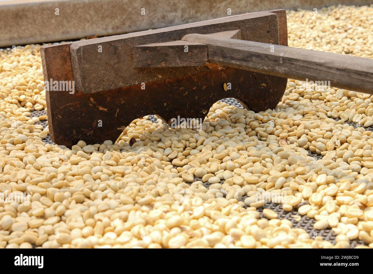 Wooden Rake in drying coffee beans, Monteverde, Costa Rica Stock Photo ...