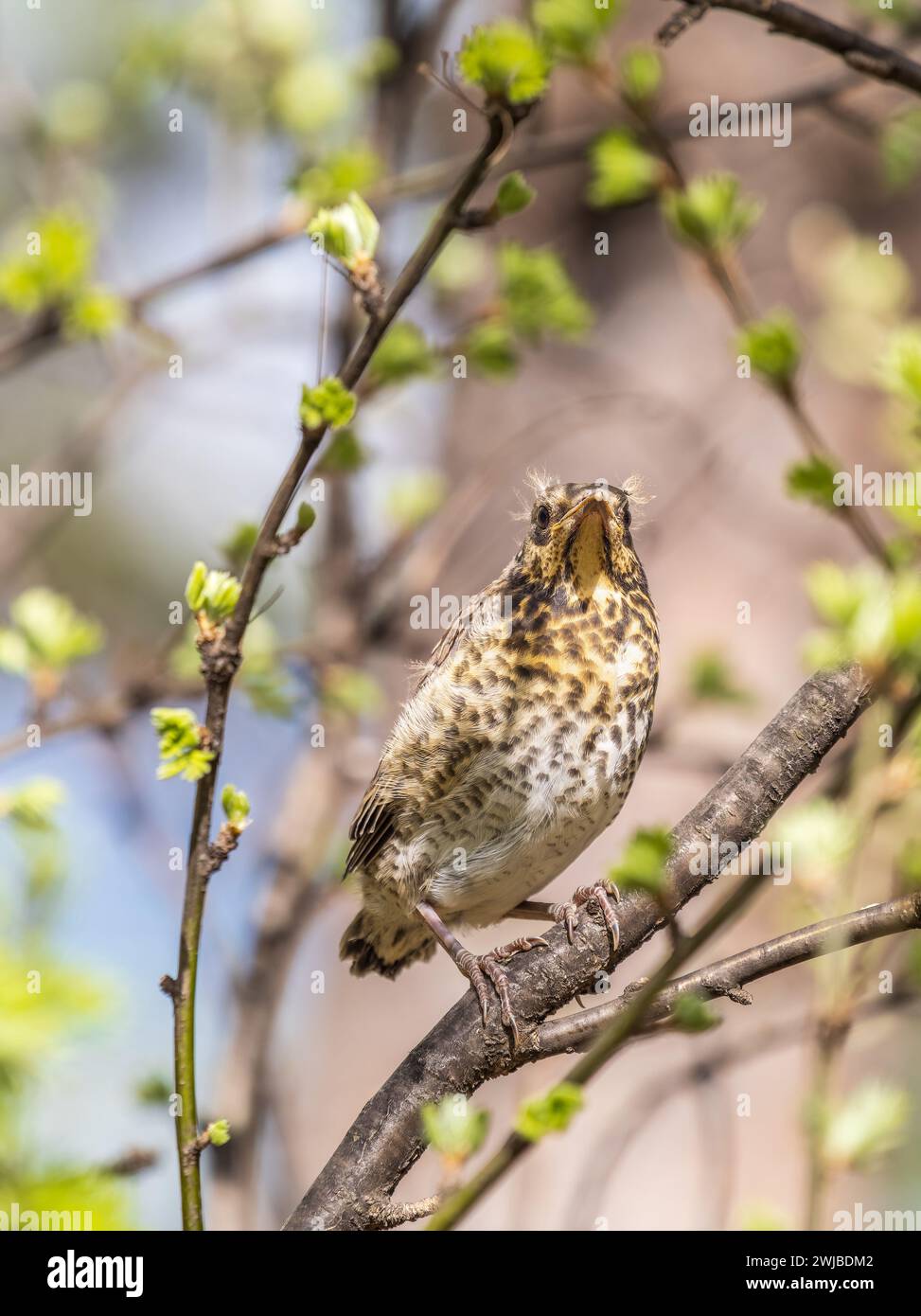 A fieldfare chick, Turdus pilaris, has left the nest and is sitting on ...