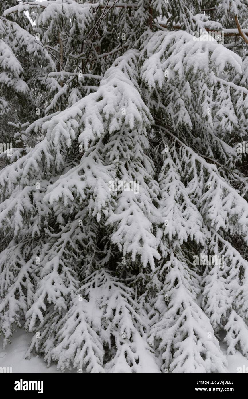 snow-covered spruce tree branches in a forest Stock Photo