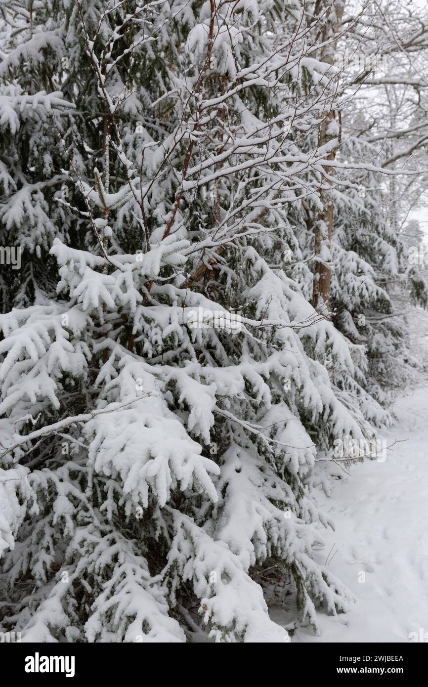 snow-covered spruce tree branches in a forest Stock Photo