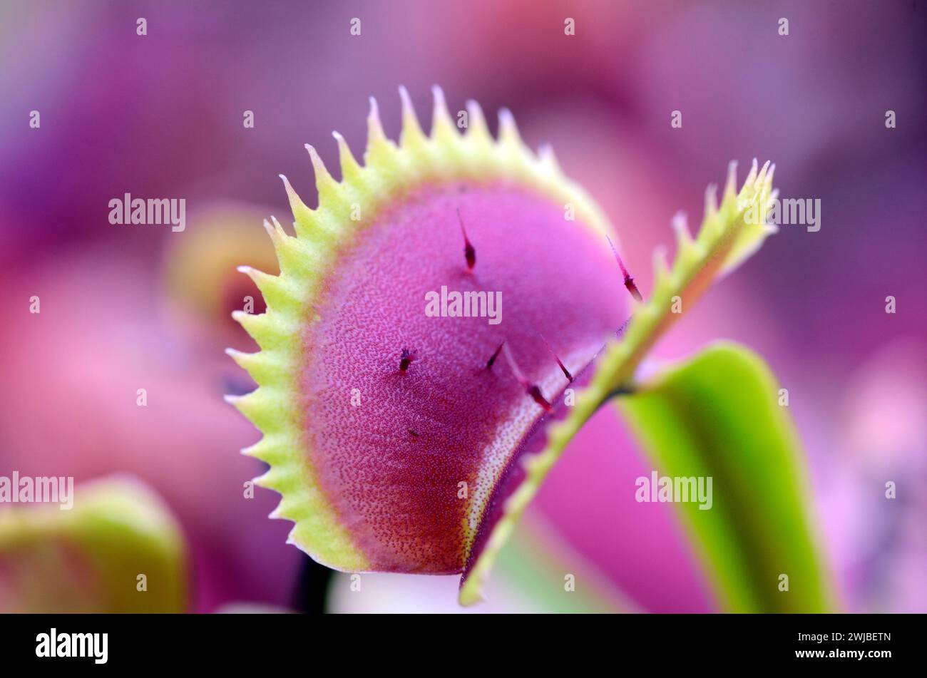 Leaves of Venus flytrap (Dionaea muscipula Red Piranha) Stock Photo