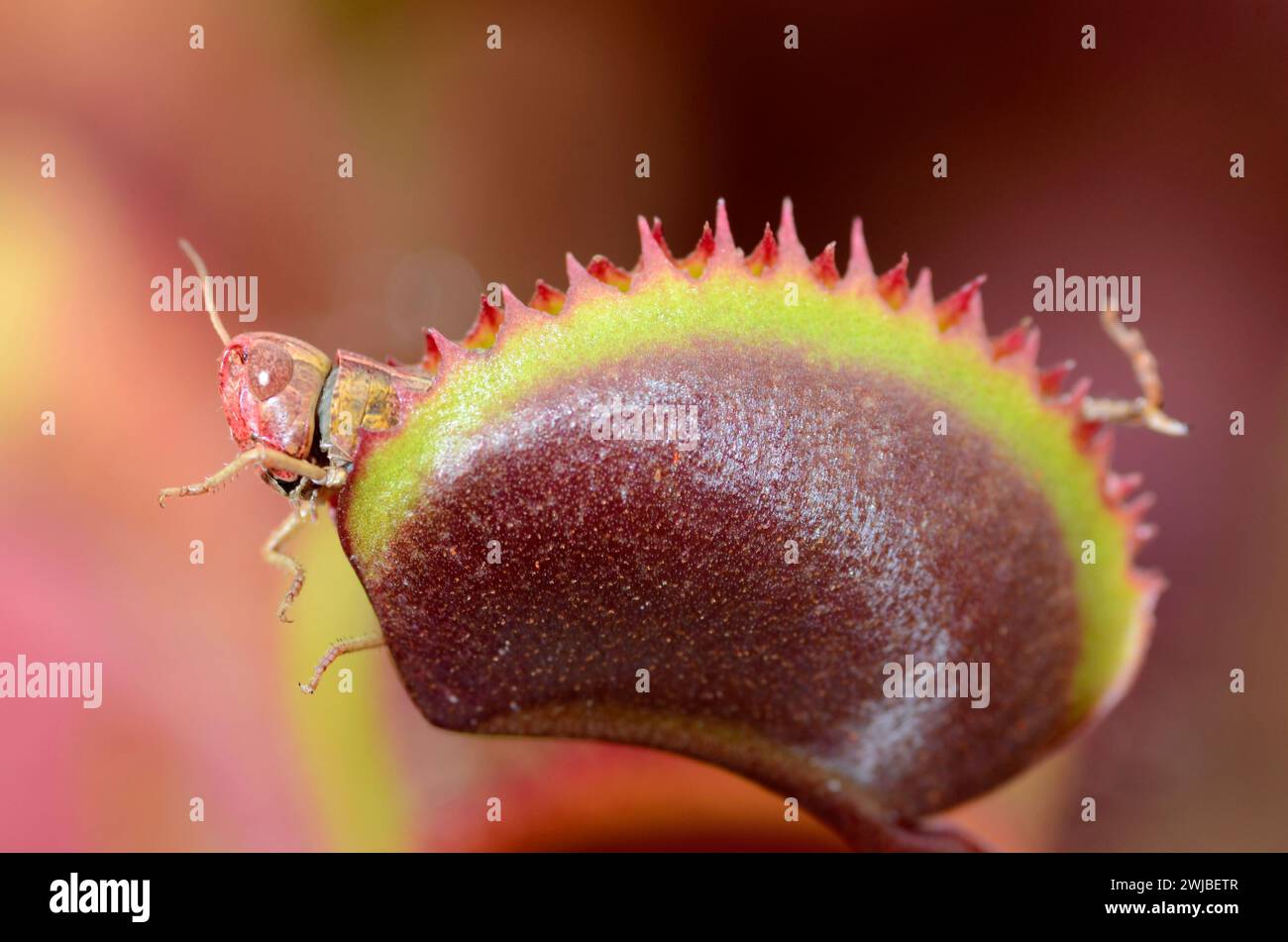 Leaves of Venus flytrap (Dionaea muscipula Red Piranha) with a hunted grasshopper Stock Photo