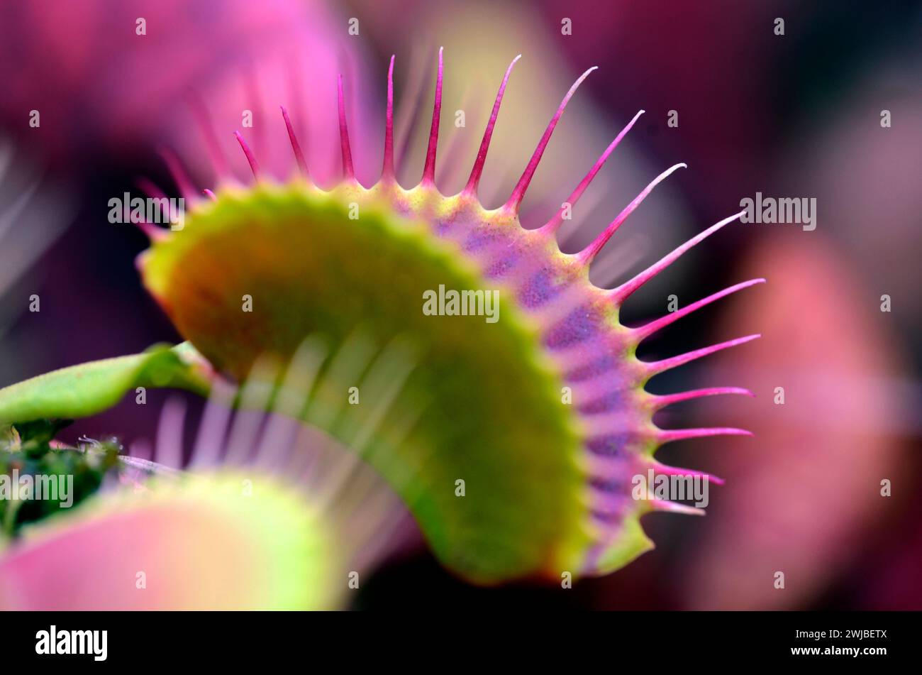 Leaves of Venus flytrap (Dionaea muscipula Red Piranha) Stock Photo
